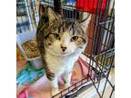 Adopt Bubbie Buster Heart a Domestic Short Hair