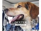 Adopt Dexter a Bluetick Coonhound