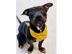 Adopt Lester a Mixed Breed