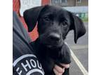 Adopt London a Labrador Retriever