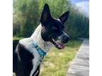 Adopt Merrick a Border Collie