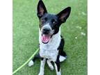 Adopt Merrick a Border Collie