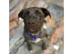Adopt Zion a Catahoula Leopard Dog, Mixed Breed