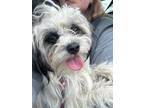 Adopt Rascal a Yorkshire Terrier