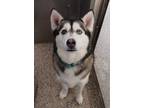 Adopt Ziggy a Siberian Husky