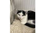 Adopt Jasper a Domestic Short Hair