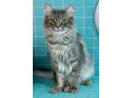 Adopt Wolf - KBC a Domestic Long Hair