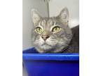 Adopt Kai a Domestic Short Hair