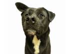 Adopt ABU (BINGO) a Black Labrador Retriever, Terrier