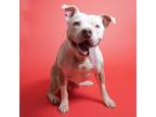 Adopt Milo a Pit Bull Terrier