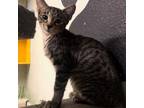 Adopt ALAN a Domestic Short Hair