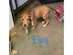 Adopt Elvis a Hound, Dachshund