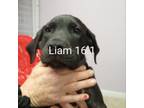 Adopt Liam a Labrador Retriever