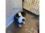 Adopt Benny a Border Collie