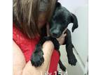 Adopt Lily a Labrador Retriever