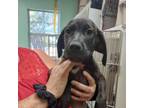 Adopt Luke a Labrador Retriever