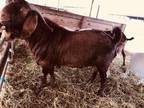 Boer buck goat ABGA
