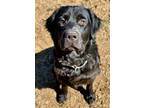 Adopt Biloxi a Flat-Coated Retriever, Mixed Breed