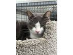 Adopt Bishop a Domestic Short Hair