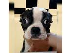 Adopt Waldo a Boston Terrier