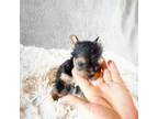 Yorkshire Terrier Puppy for sale in Guin, AL, USA