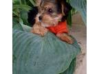 Yorkshire Terrier Puppy for sale in Guin, AL, USA
