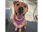 Adopt Speckles (mcas) a Pit Bull Terrier