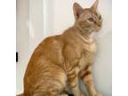 Adopt Dewey a Domestic Short Hair