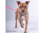 Adopt Aries a Mixed Breed