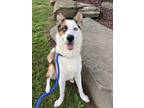 Adopt Bowser a Siberian Husky, Mixed Breed