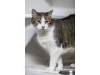 Adopt Knuckle a Domestic Short Hair