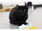 Adopt Mr. Michael a Domestic Short Hair