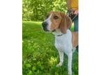 Adopt Duke fka Aiden a Beagle, Mixed Breed