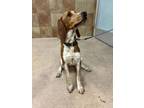 Adopt Duke fka Aiden a Beagle, Mixed Breed