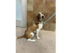 Adopt Dutch fka Axel a Beagle, Mixed Breed