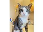 Adopt Benjamin a Domestic Short Hair