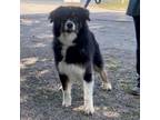 Adopt Yoshi a Australian Shepherd