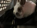 Adopt Chai a Bunny Rabbit