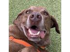 Adopt Ranger a Chocolate Labrador Retriever