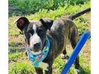 Adopt Pepper $25 a Cattle Dog, Mixed Breed