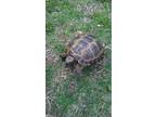 Rare, Russian Tortoise, lives to be 100 years old or more. Still a baby.
