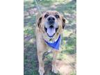 Adopt HENRY a Labrador Retriever, Mixed Breed