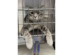 Adopt Steel a Domestic Short Hair