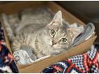 Adopt Reagan a Domestic Short Hair