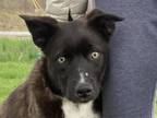 Adopt Burton - MEET ME 6/15/24! a German Shepherd Dog, Border Collie