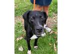 Adopt Felix a Labrador Retriever, Greyhound