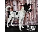 Adopt MAGNUS BURNSIDES a Australian Cattle Dog / Blue Heeler, Mixed Breed