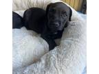 Adopt Chonk a Black Labrador Retriever