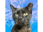 Adopt Nine Tails a Domestic Short Hair