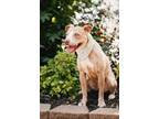 Adopt Johnny Cash a Labrador Retriever, Mixed Breed